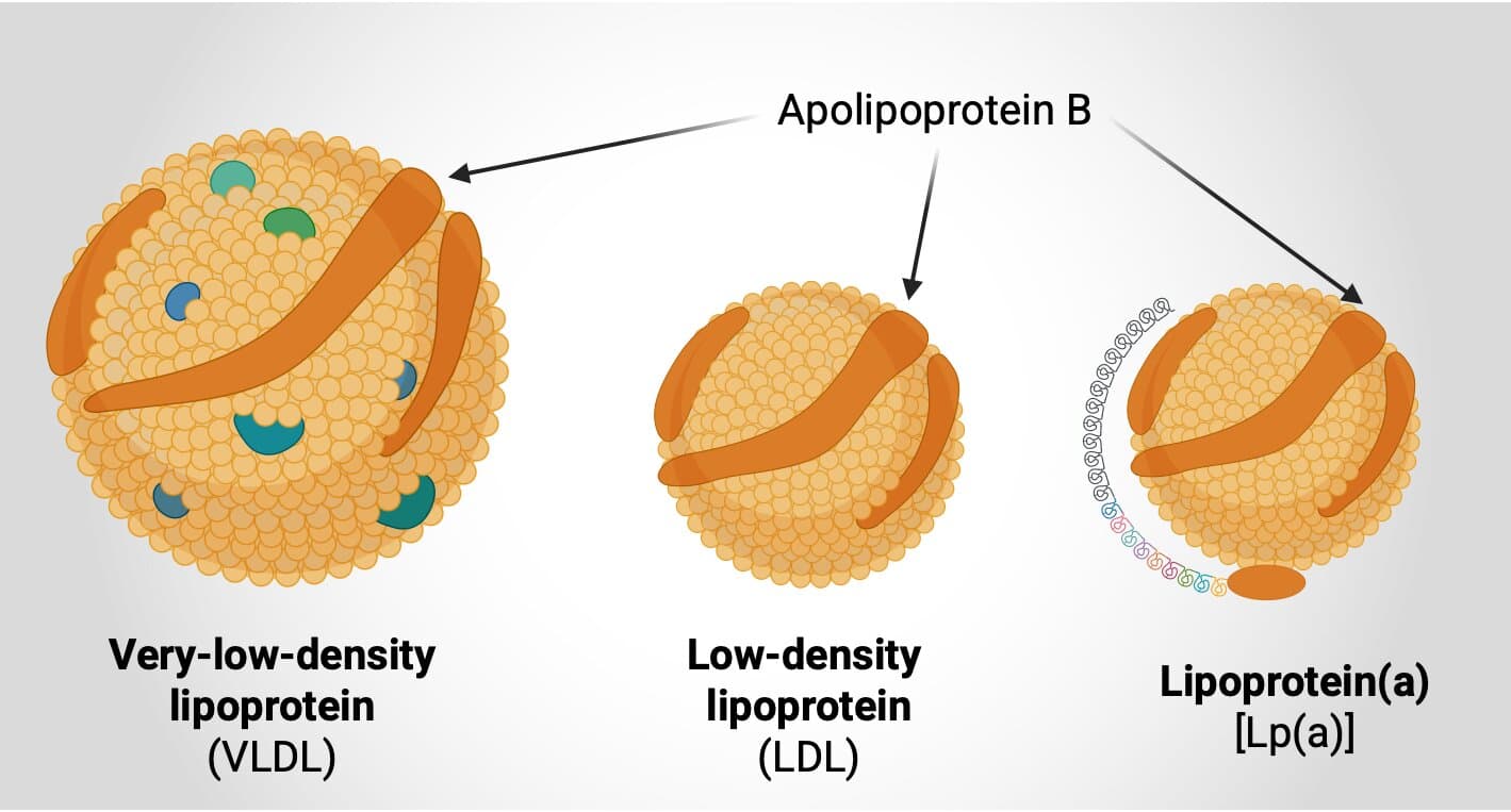 ApoB vs LDL cholesterol: a practical navigation guide